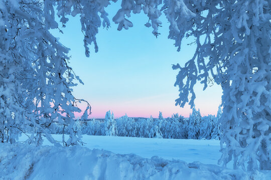 Beautiful winter trees covered with thick layer of snow, wintertime outdoor background