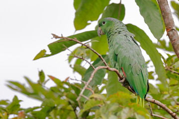 Fototapeta premium Southern mealy amazon, Amazona farinosa, Parque Nacional Cayambe-Coca, Ecuador
