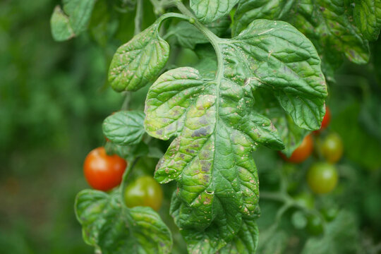 Tomato leaves late blight Phytophthora infestans affected Solanum lycopersicum by early potato blight alternamia fungus, left mold Passalora fulva types and Mosaic virus. Leaf spot disease, curling