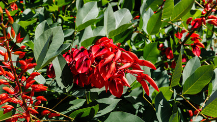 Bright red blooms of cockspur coral tree attract pollinators in a lush garden environment under sunny skies