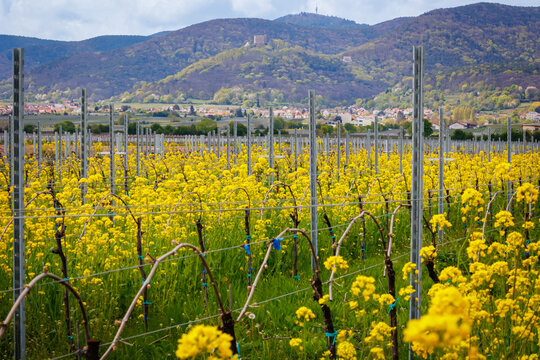 Vineyard With Yellow Flowers in Springtime Landscape Near Hills and Village
