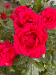 Obraz premium Bright Red Rose Blooms with Green Leaves in Garden Close-Up