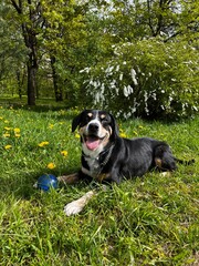 EntlebuEntlebucher Sennenhund dog sitting on green grass outdoorscher Sennenhund dog sitting on green grass outdoors