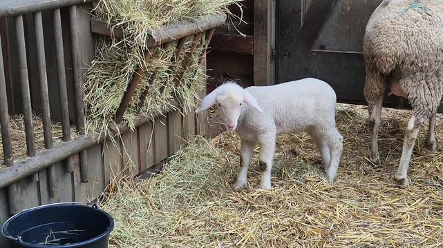 Lamb Exploring Surroundings Gently, Baby Lamb Demonstrates Gentle Exploration And Maternal Bonding Within Cozy Farm Enclosure