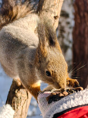 Squirrel takes a nut from a hand. Helping animals in winter.