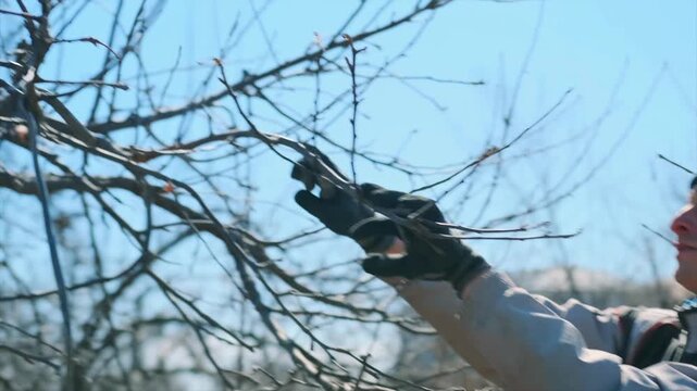 Man trims branches, Pruner carefully cuts small twigs, Worker meticulously prunes orchard branches in winter, Concentrated gardener wearing gloves skillfully snips delicate orchard twigs on cold