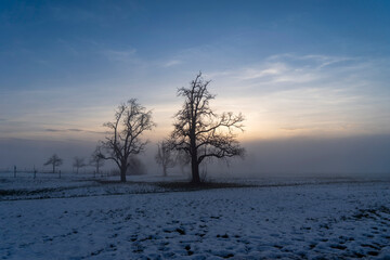 silhouette of trees in winter landscape with ground fog and blue sky in evening light