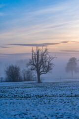 silhouette of lonely tree in winter landscape with ground fog and blue sky in evening light