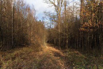 Fototapeta premium An unused, overgrown narrow-gauge railway in the Bialowieza Forest, Podlasie, Poland