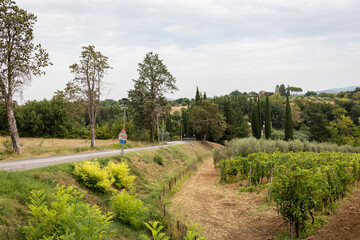 Naklejka premium Paved road in San Lucchese going to Poggibonsi, province of Siena, Tuscany, Italy