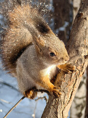 Squirrel close-up. A squirrel sits on a tree branch in winter