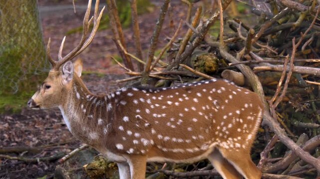 Close up of a axis deer buck standing in the woods on a sunny autumn day