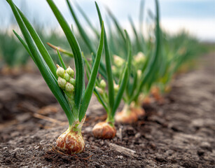 Fototapeta premium Organic Green Onion Garden – Close-Up of Fresh Crops Ready for Harvest