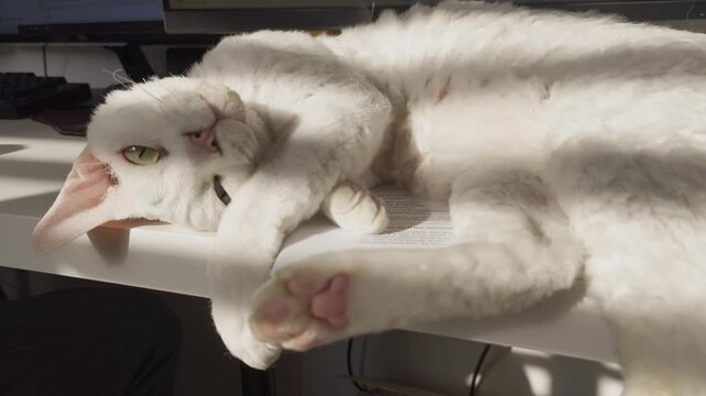 A white Devon Rex cat lies playfully on a sunlit work desk, stretching and gently moving its paws