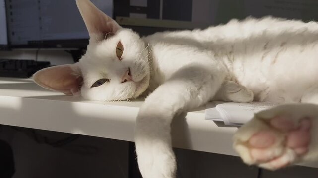 A white Devon Rex cat lies playfully on a sunlit work desk, stretching and gently moving its paws	