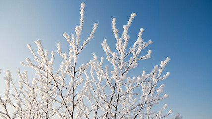 Thin birch branches covered with heavy white frost against blue sky  
