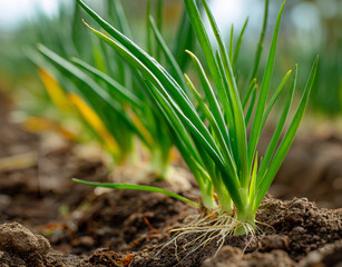 onions growing in the ground, green onion plants with young leaves and sprouts on an organic farm, close-up view of a vegetable garden with plump crops ready for harvest