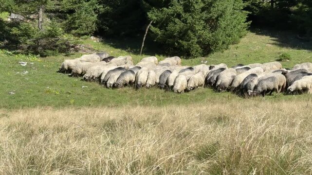 Large flock of sheep grazing together on a green mountain pasture near forest edge. Traditional free range livestock farming scene showing rural landscape, sustainable agriculture, and 
