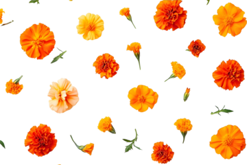 Marigold flower isolated on a white background Decorative element for design Day of the Dead and Indian holidays Flat lay
