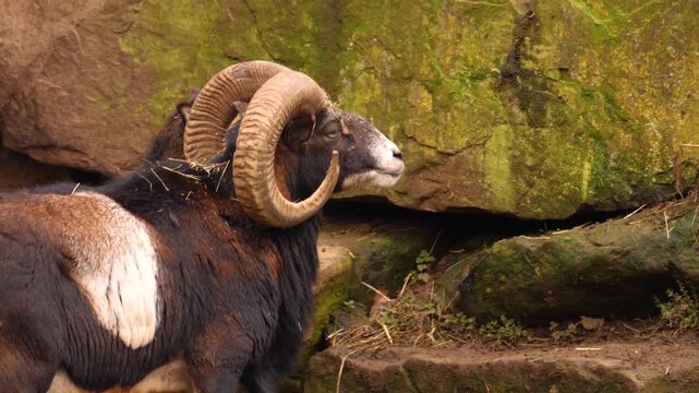 Close up of a male mouflon buck head standing in the forest around rocks on a cloudy day in autumn.