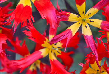 Exotic sort of tulips in spring blossom