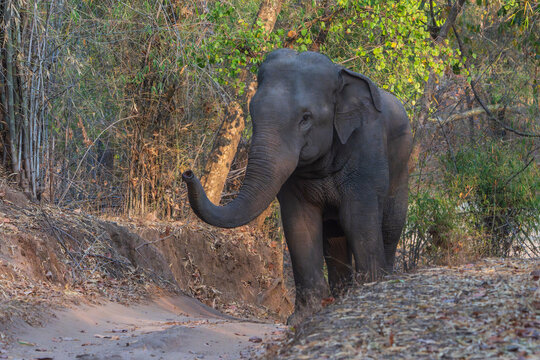 Asian elephant (Elephas maximus)