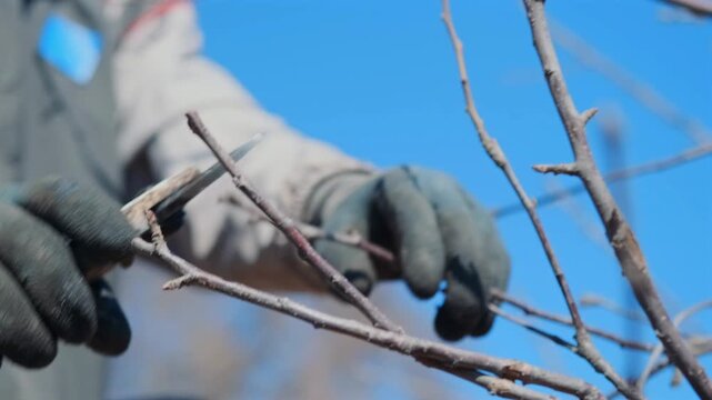 Gardener slices tiny tree limb, Closeup of gloved hands pruning delicate branch under blue sky, Detailed shot of hands with gloves cutting thin branch against sky background during seasonal