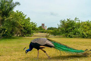 Hindou temple  autour d'un paysage &agrave; Jaffna au Sri Lanka
