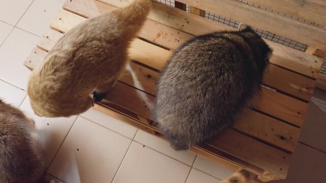 overhead view raccoon and coati feeding on wooden pallet, group activity on tiled floor showing tails, jostling and sniffing during meal time, warm daylight, rescue enclosure study capturing communal