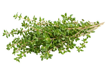 Fresh Thyme Herb isolated on white background