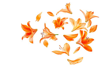 Beautiful Orange lily flower falling in the air isolated on white background High resolution image