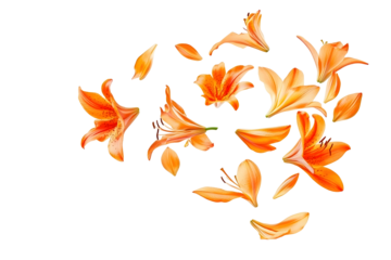 Beautiful Orange lily flower falling in the air isolated on white background High resolution image