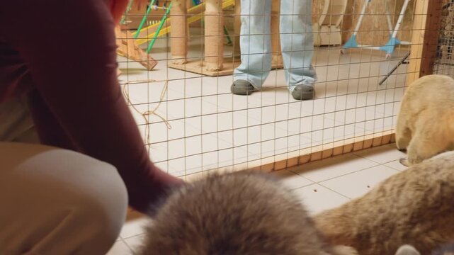 white woman feeding coati through mesh, calm indoor sanctuary scene with volunteer hands offering treat, coati sniffing and climbing, ringed tail raised, multiple coatis in background, soft natural