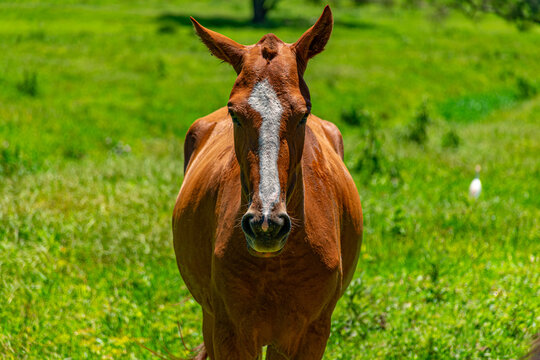 cavalo marrom com faixa branca na cabe&ccedil;a