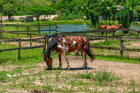 cavalo malhado
