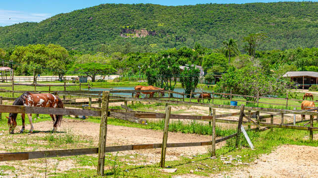 cavalos ao ar livre