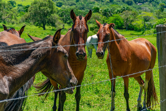 cavalos marrons