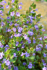 Obraz premium Glechoma hederacea blooms in nature in spring