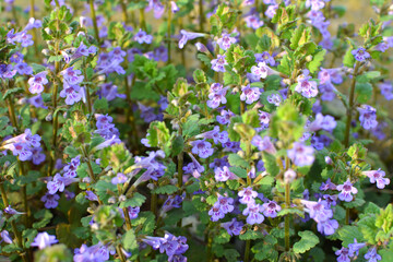 Obraz premium Glechoma hederacea blooms in nature in spring