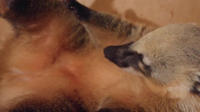 caucasian woman examining coati belly closely, intimate veterinarystyle check in wooden enclosure showing paw pads, fur detail and gentle hand palpation, careful rehabilitator capturing health