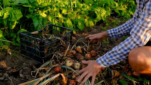 A farmer harvests onions. Selective focus.