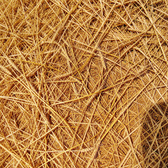 Golden dry hay texture background with random grass stalks