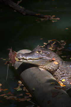 Wild babilla reptile in tropical habitat basking under morning sunlight for thermoregulation through wildlife photography highlighting predatory gaze and organic texture of dangerous predator