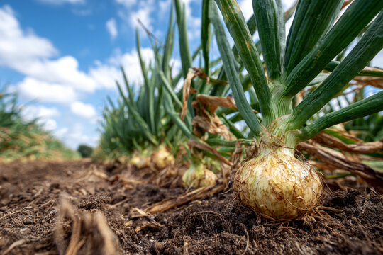 File di Cipolle Verdi che Crescono in un Campo Agricolo sotto un Cielo Blu