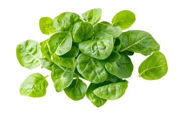 fresh sorrel leaves isolated on white background