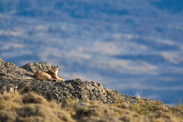 Puma resting in mountain environment, Torres del Paine National Park, Patagonia, Chile.
