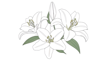 Lily flower illustration for commercial design isolated PNG with Transparent Background