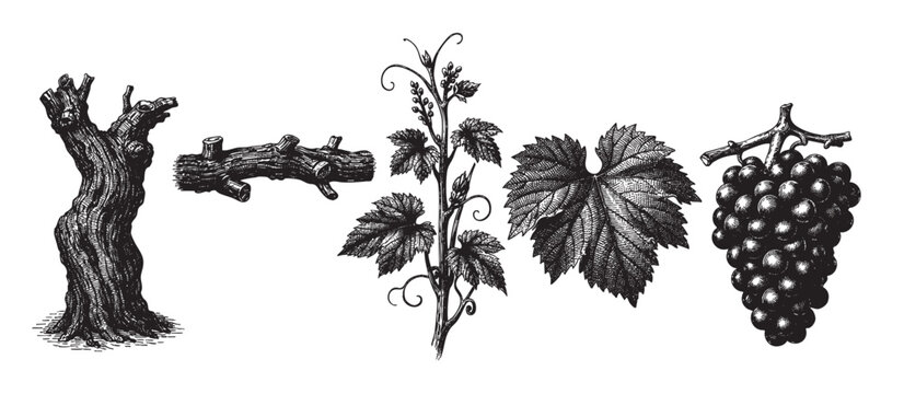 Black and white vintage illustrations showcase grapevine elements including trunk, branch, leaves, and grapes isolated on a clean white backdrop, suitable for design projects.