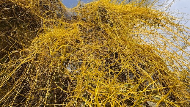 Dense yellow parasitic dodder plant covering host vegetation creating abstract tangled texture natural ecology macro view on white background