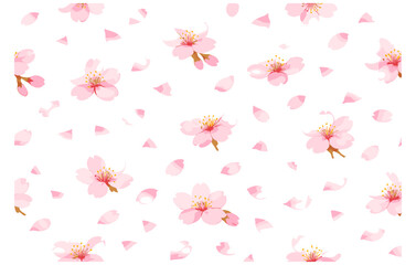 Seamless pattern of pink cherry blossoms and petals on white background
